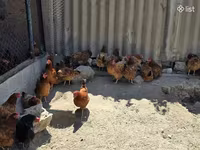 Chickens — 사진 2