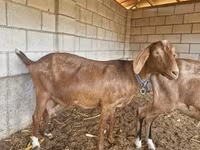 Capra, Nubian Goat — foto 3