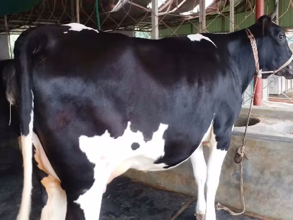 گاو ماده, Russian Black pied cattle
