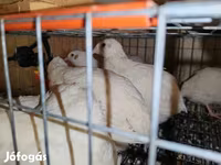 Chickens — الصورة 1