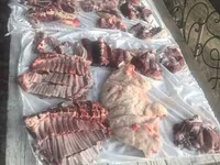 Kambing jantan, Sheep — foto 4