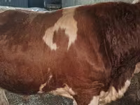 Býk, Simmental cattle — foto 6