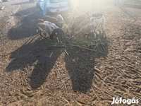 Beran, Cameroon sheep — foto 6