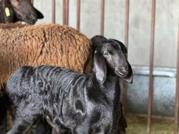 แกะตัวเมีย, Hissar sheep