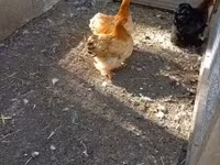 Chickens — photo 4