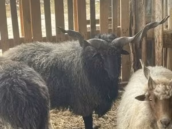 قوچ, Racka sheep