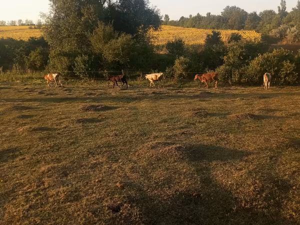 Vacă, Bovine — Republica Moldova