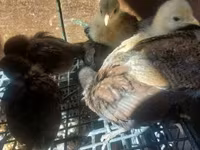 Chickens — sawirka 6