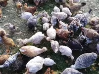 Chickens — zdjęcie 2