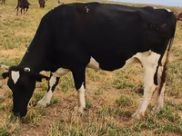 Lembu betina, Holstein breed — foto 5