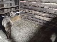 Baran, Arashan sheep — zdjęcie 1