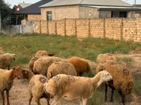Får, Apsheron sheep — foto 7