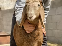 Beran, Arashan sheep — foto 8