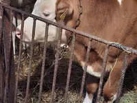 Bulle, Simmental cattle — Foto 2
