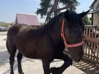公马, Horses — 照片 4