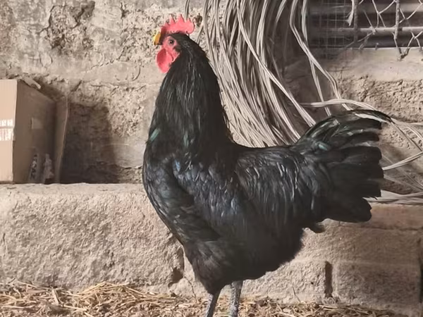 Australorp