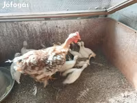 Chickens — Foto 5