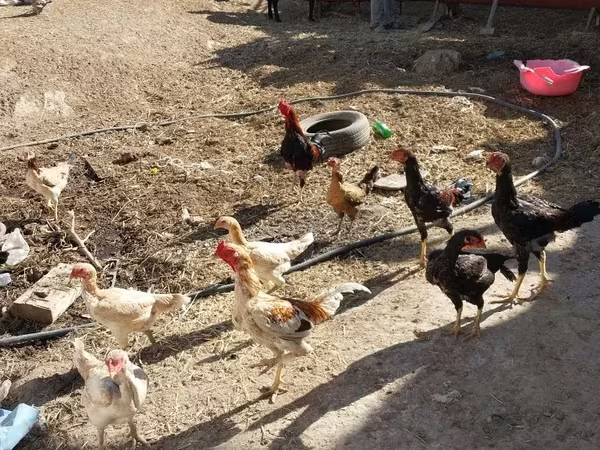 Chickens