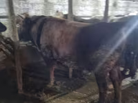 Banteng, Cattle — foto 4