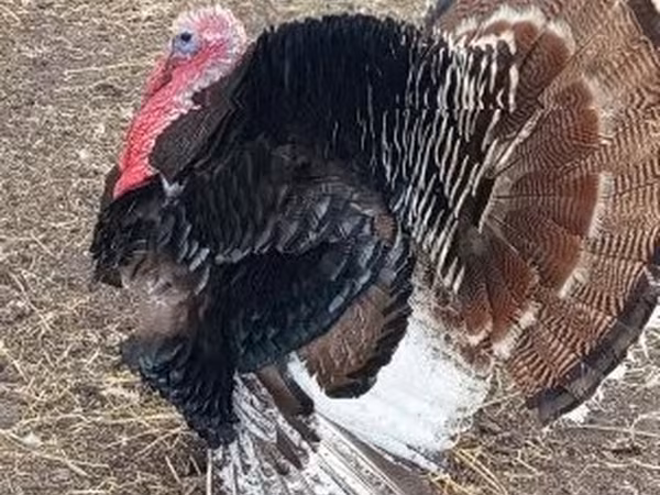 Turkeys
