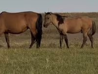 Cavallo, Bashkir horse — foto 6