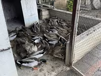 뮬라르 — 사진 2