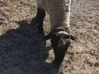 قوچ, Tsigai sheep — عکس 6