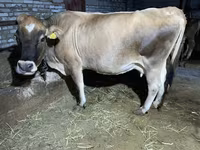 วัวตัวเมีย, Simmental cattle — รูปภาพ 1