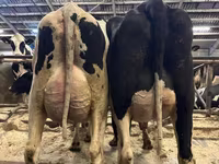 ላም, Holstein breed — ፎቶ 1