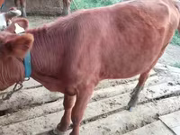 Lembu betina, Cattle — foto 1