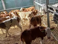 सांड, Simmental cattle — फ़ोटो 3