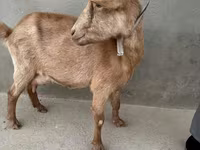 Kambing betina, Alpine goat — foto 4