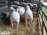 Wad, Sheep — sawirka 4