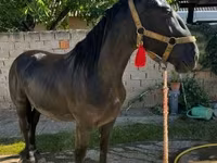 Cavalo, Nonius horse — foto 4