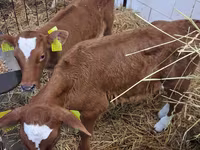 گاو نر, Simmental cattle — عکس 6