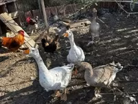 Geese — fotografija 2