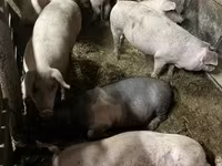 Kanec, Prasata — foto 2