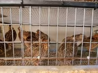 Quails — picha 6