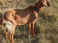 Buk, Alpine goat — foto 1