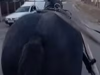 فرس, الخيول — الصورة 2