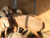 Ovan, Arashan sheep — fotografija 5