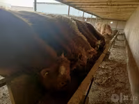 گاو نر, Simmental cattle — عکس 1