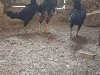 ஷாமோ கோழிகள் — புகைப்படம் 2