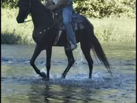 Kuda betina, Tennessee Walking Horse — foto 5