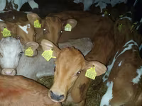 วัวตัวผู้, Simmental cattle — รูปภาพ 4