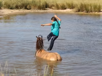 Hingst, Gypsy horse — foto 3