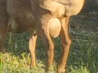 Beran, Arashan sheep — foto 1