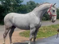 குதிரை, Lipizzaner — புகைப்படம் 2