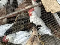Chickens — 照片 2