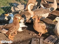 Ducks — zdjęcie 5